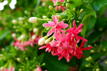 Combretum, Quisqualis indica, Chinese honeysuckle or Rangoon creeper ,pink flowers with fragrance.