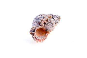 Sea shell isolated on a white background