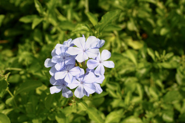 white flower in garden. close up photo.