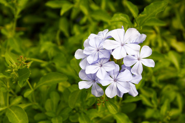 white flower in garden. close up photo.