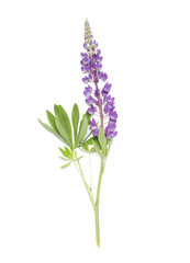 Naklejka premium Lupin blue flower on white background