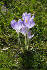 crocus white violet