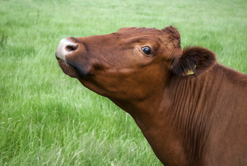 Angus Rind auf Weide im Sommer in Schleswig-Holstein, Deutschland 