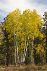 Giant Aspen Trees in Autumn