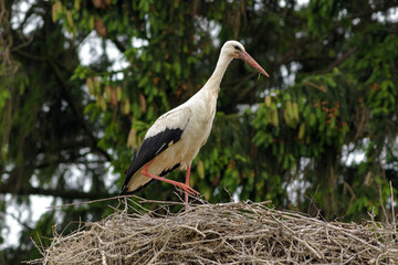 Stork in Poland. Standing on nest or flying