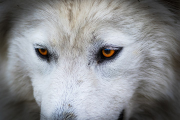 Wolf or husky dog portrait. Running dog