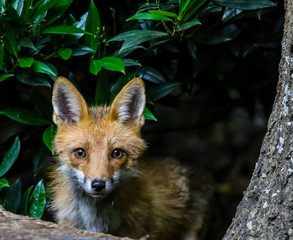 Fox