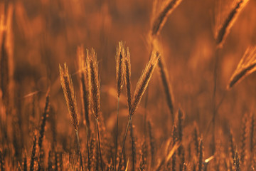 Vintage grass or wheat background with sunrise or sunset light.