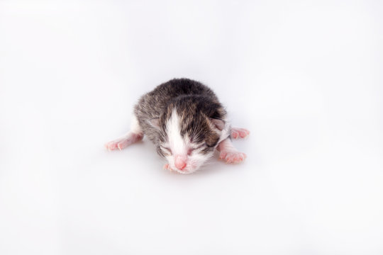 Small blind kitten on a white background. First day after birth.
