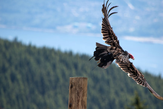 Turkey Vulture Flying