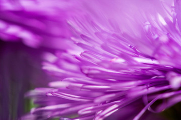 Fototapeta premium Violet close up macro flower leaves. Abstract nature background.