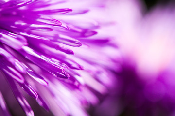 Violet close up macro flower leaves. Abstract nature background.