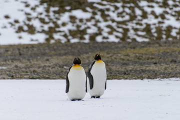 Obraz premium King penguins on South Georgia island