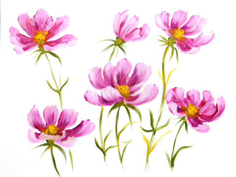 Pink cosmos flowers. Oil painting on Canvas. Isolated on white background