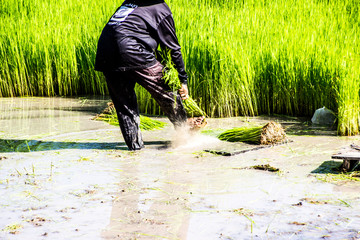 Farmer rice farmers grow rice, plow