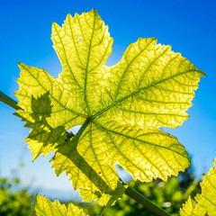 Vine Leaf 