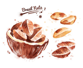 Watercolor illustration of brazil nut