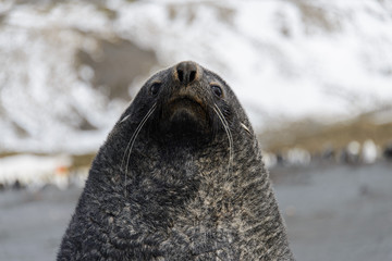 Fur seal