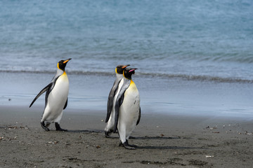 Naklejka na ściany i meble King penguins on South Georgia island