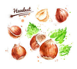 Watercolor illustration of hazelnut
