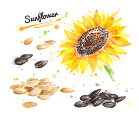 Watercolor sunflower and pile of seeds
