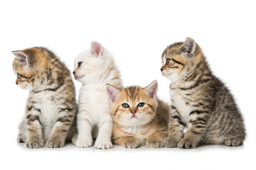 Vier britisch Kurzhaar Kätzchen