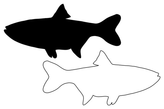 silver carp silhouette vector, (Hypophthalmichthys molitrix),