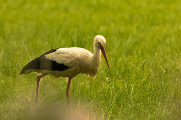 stork standaing on green field in the summer. Poland landscape.