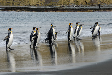 King penguins on South Georgia island