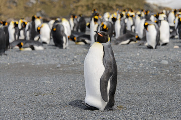 Obraz premium King penguins on South Georgia island