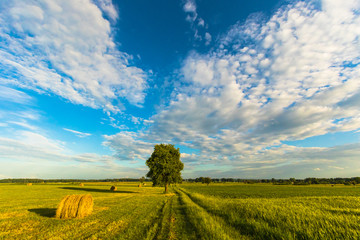 Fototapeta premium Beautiful rural field landscape with lonely tree, field road and sun rays.