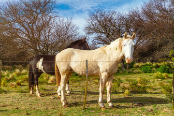 Obraz na płótnie Canvas Two horses standing next to a wire fence