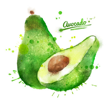 Hand drawn watercolor illustration of avocado
