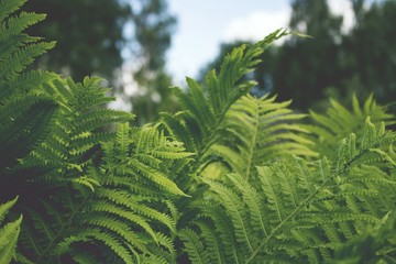 Fern in the garden. Nature of Latvia. Green leaves. with trees in the background