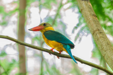 Stork-billed Kingfisher,bird,eat fish,Blue wing,Red mout,animal,natue,
