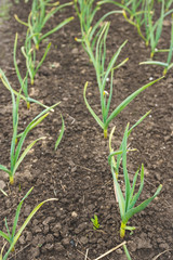 Onion on the garden bed. Selective focus.