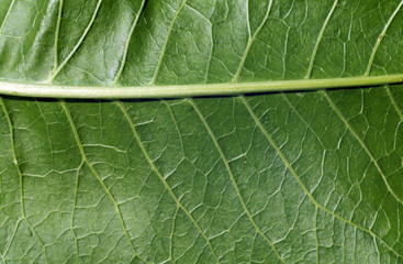 Green color leaf texture.