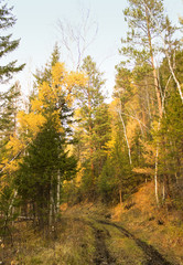 Dirt road in autumn forest. Siberia landscape. Colorful trees.