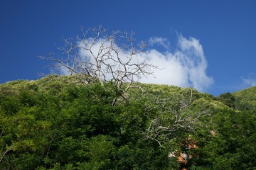 forest in Athos