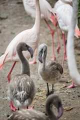 Obraz premium Baby flamingo standing in the midst of its flock.