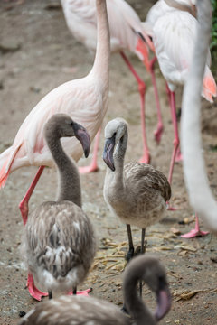 Fototapeta Baby flamingo standing in the midst of its flock.