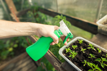 Young man hands spraying nature fertilizer / mature to a small plants of vegetable in his...