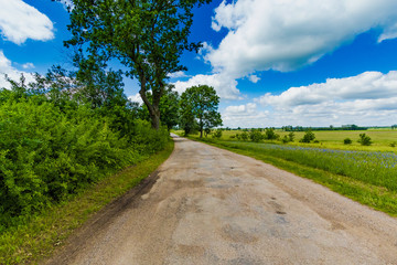 Rural beautiful field landscape with green grass, tree and sunset or sunrise.
