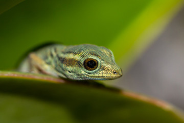 Himmelblauer Zwerggecko - Lygodactylus Williamsi
