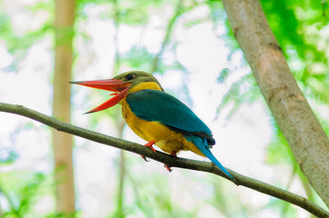 Stork-billed Kingfisher,bird,wing,blue wing,eat fish,animal,red mout,red,