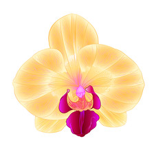 Beautiful Yellow Orchid Phalaenopsis flower closeup isolated vintage  vector illustration editable hand draw