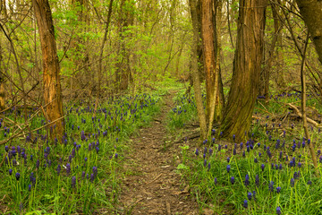 Hyacinths in the forest with bright violet paints