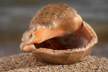 Brime shell macro photo