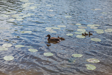 duck and Chicks ducklings swimming in the river
