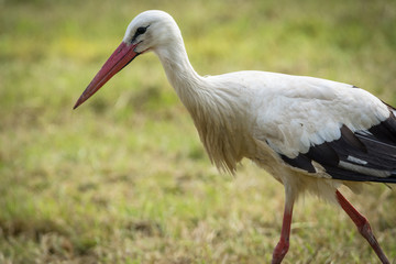 Storch auf der Suche